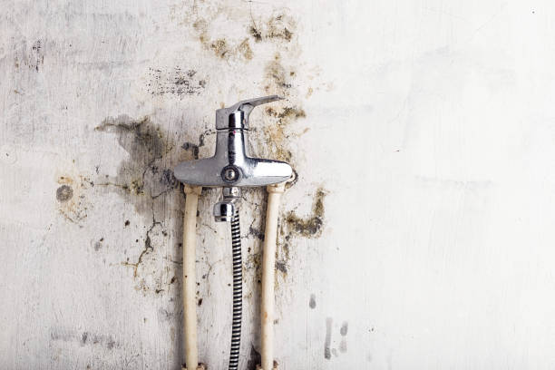 Mold Removal and Inspection in Mount Ora, OH